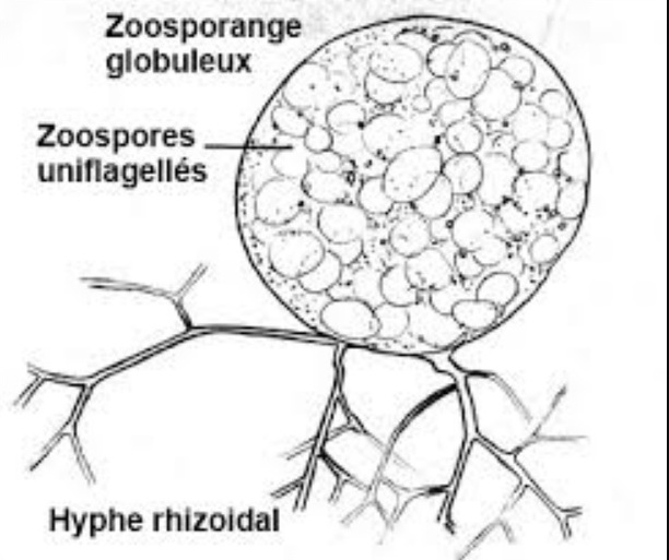 Представитель Семейства Chytridiaceae